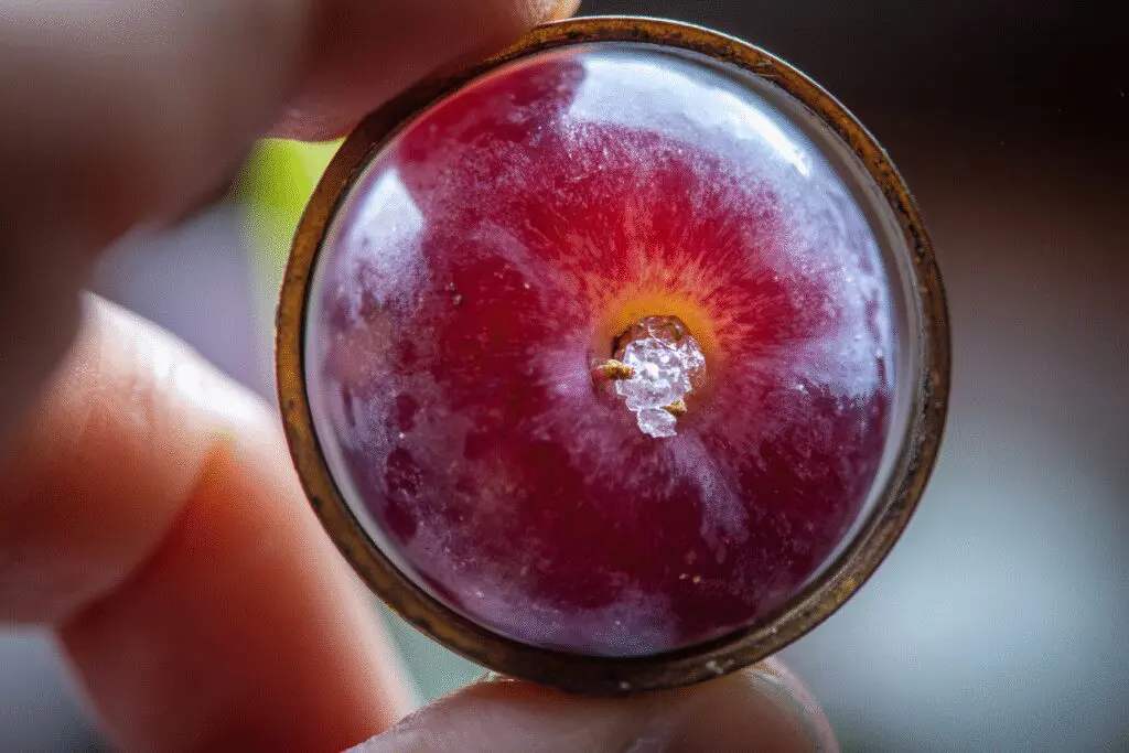 A magnifying glass showing the composition of a grape explaining the FAQ on are grapes good for weight loss A magnifying glass showing the composition of a grape explaining the FAQ on are grapes good for weight loss